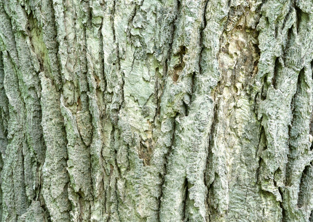 青色古老的树皮背景