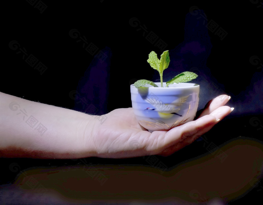 在手的小植物