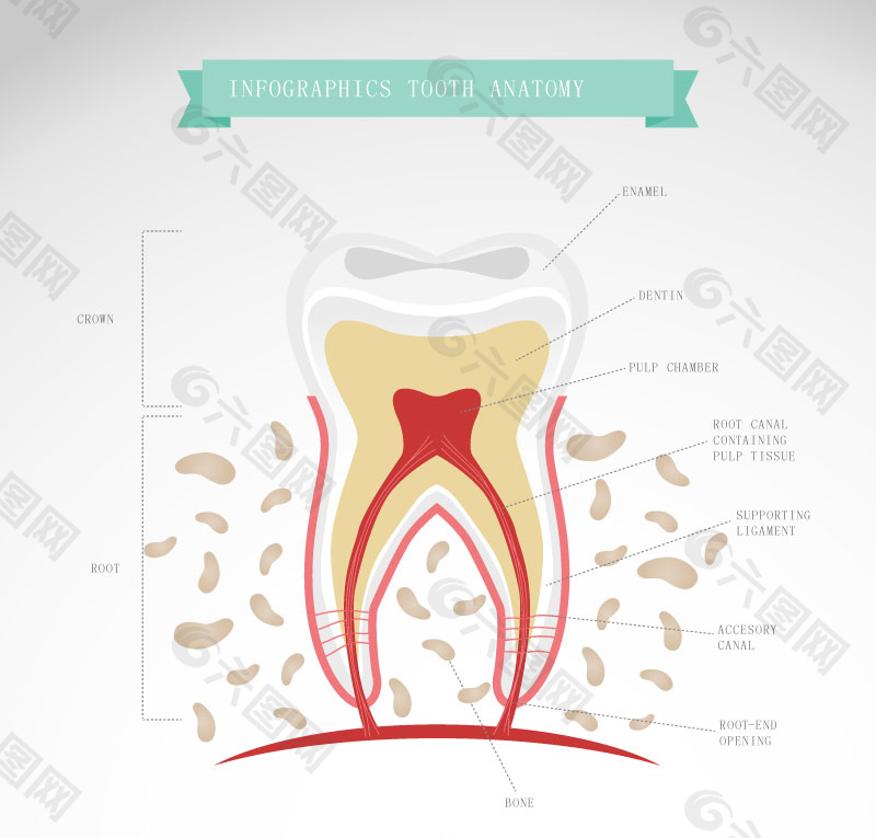 卡通牙齿形态解剖图