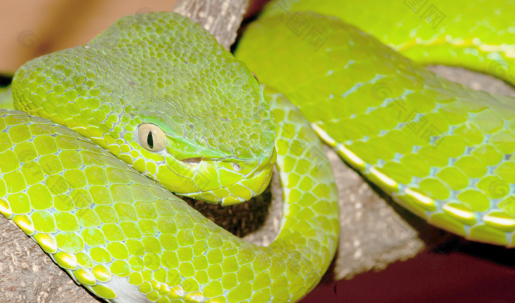 有毒的绿色的毒蛇