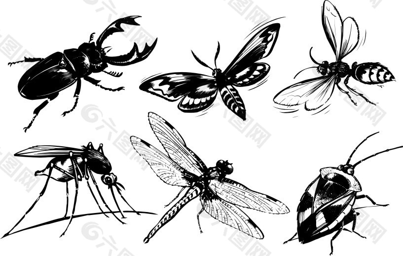 6款精致的常见黑白昆虫矢量素材