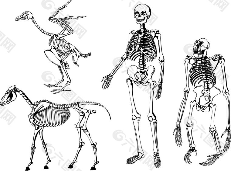 各种动物人类骨架素描矢量素材