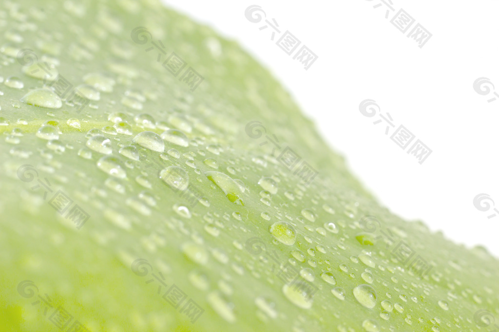 水滴在绿叶