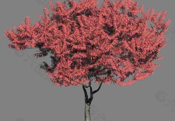 园林植物红枫3d max模型