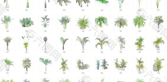 PS植物配景素材29棕树素材029 A70