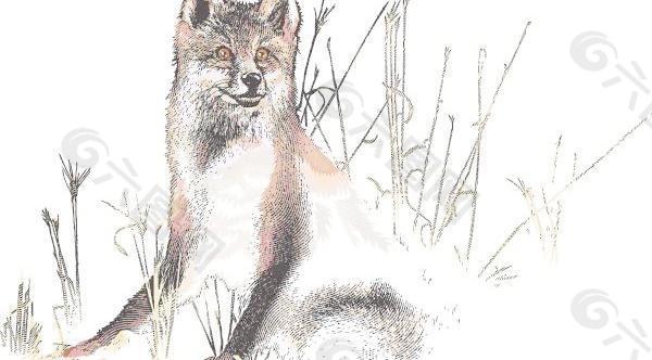 狡猾的狐狸在草丛中矢量素材
