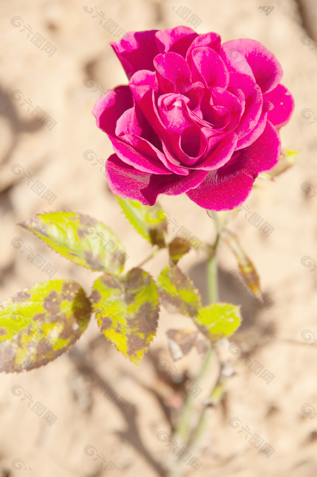 深粉色玫瑰