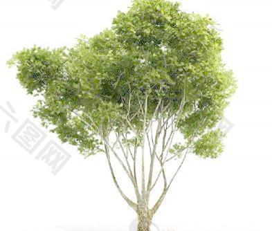 国外精品植物-树木-灌木3D模型3-5套1