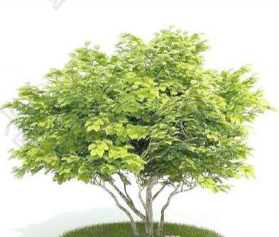 国外精品植物-树木-灌木3D模型6-5套2