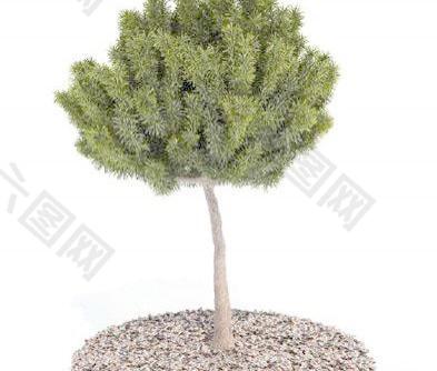 国外精品植物-树木-灌木3D模型8-5套5