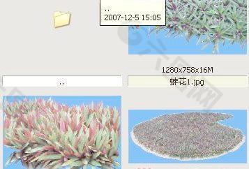蚌花-草本类-观叶——植物素材
