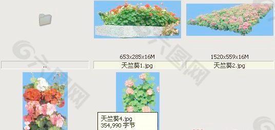 天竺葵-草本类-观花——植物素材