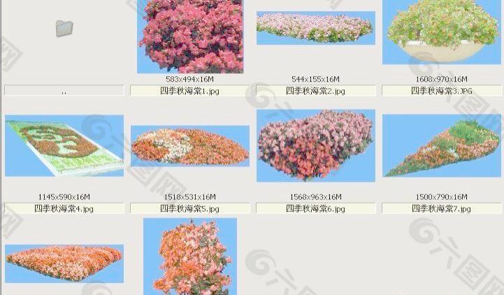 四季秋海棠-草本类-观花——植物素材