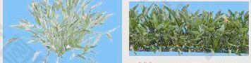 鹤望兰-草本类-观花——植物素材