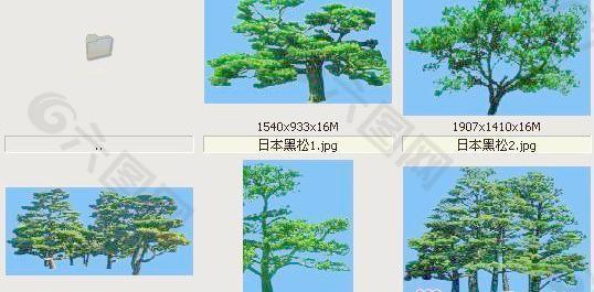 日本黑松-松柏类——植物素材