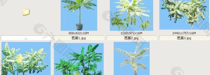 芭蕉-果树-灌木类——植物素材