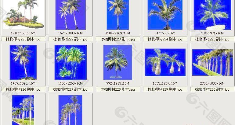 棕榈椰树221-232——植物素材