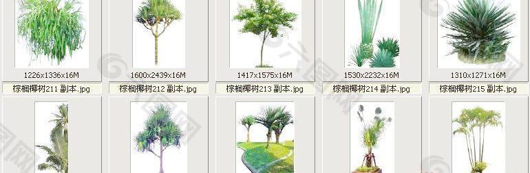 棕榈椰树211-220——植物素材