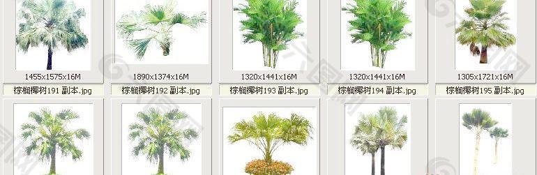 棕榈椰树191-200——植物素材