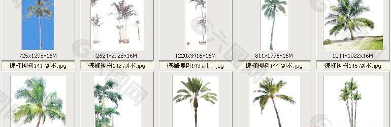 棕榈椰树141-150——植物素材