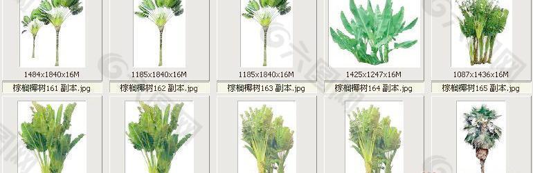 棕榈椰树161-170——植物素材