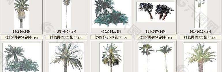 棕榈椰树061-070——植物素材