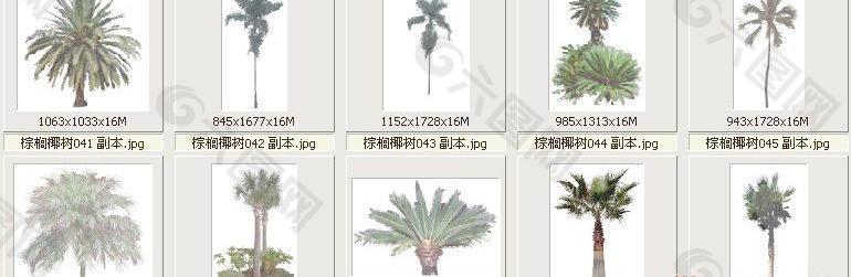 棕榈椰树041-050——植物素材
