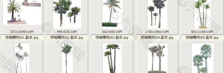 棕榈椰树001-010——植物素材