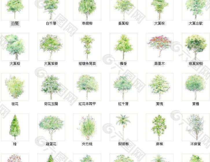 景观树种类名称和图片图片