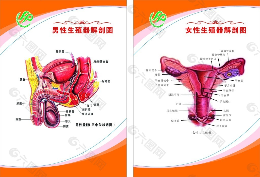 生殖器展板