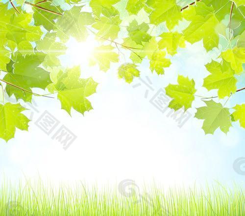 夏天的绿色叶子与阳光背景矢量03