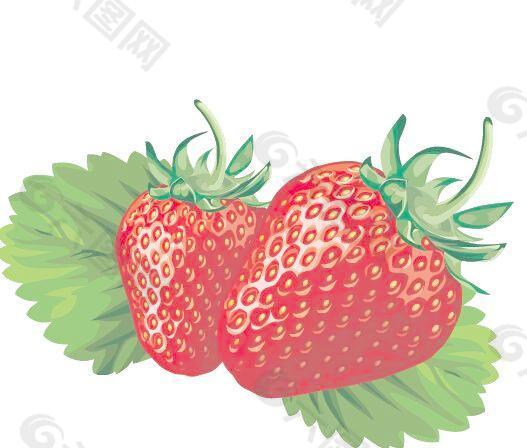 多汁的新鲜草莓03集向量