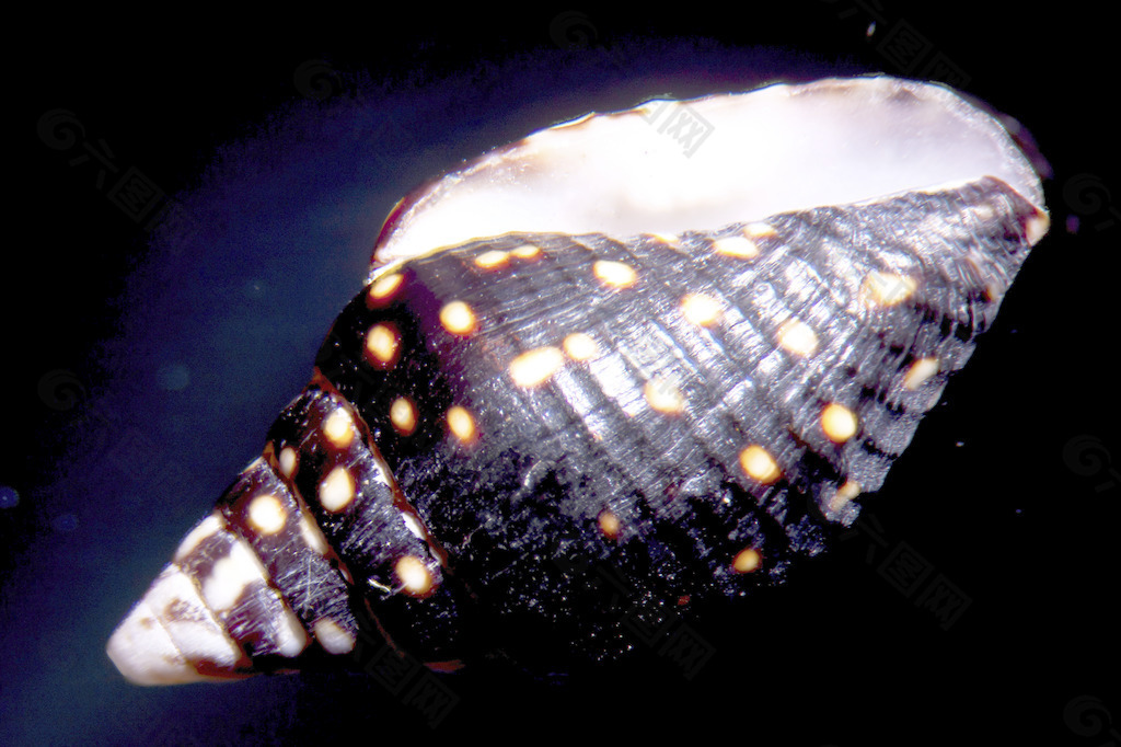 蜗牛的壳