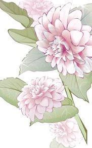 hrizantima花