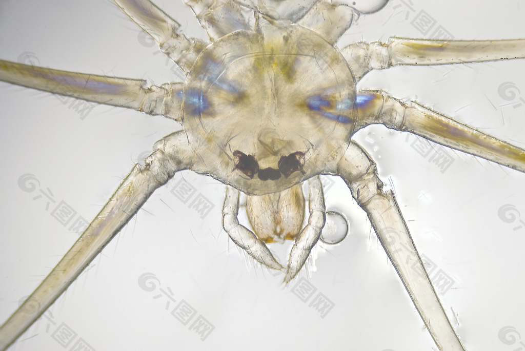 蜘蛛的显微照片