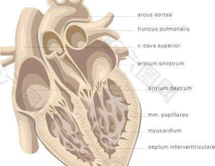 心脏医学图剪贴画