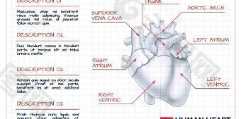 人类心脏医学矢量图形02