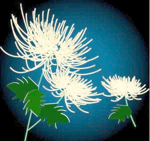 精致的菊花向量