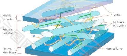 植物细胞壁在剪贴画的图