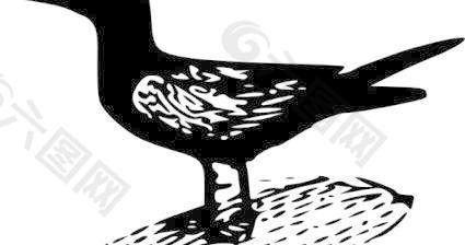 黑燕鸥剪贴画