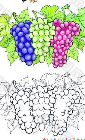 与素描的水果和蔬菜矢量02颜色