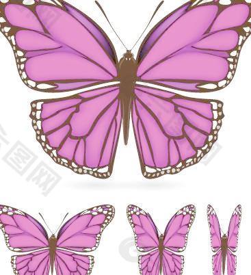 不同颜色的蝴蝶标本02向量