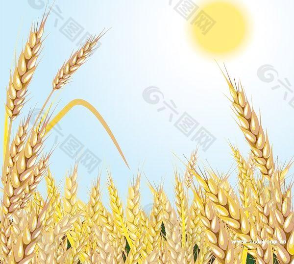 小麦成熟矢量素材