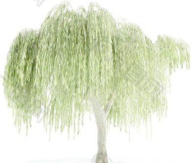 国外精品植物-树木-灌木3D模型8-5套1