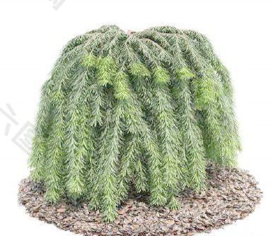 国外精品植物-树木-灌木3D模型9-5套2