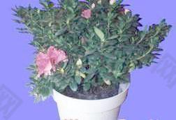 盆栽g099——盆景盆花植物素材