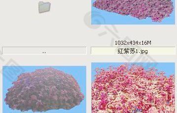 红紫苏-草本类-观叶——植物素材