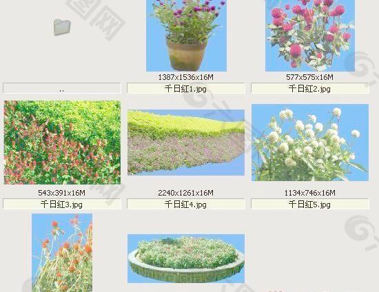 千日红-草本类-观花——植物素材