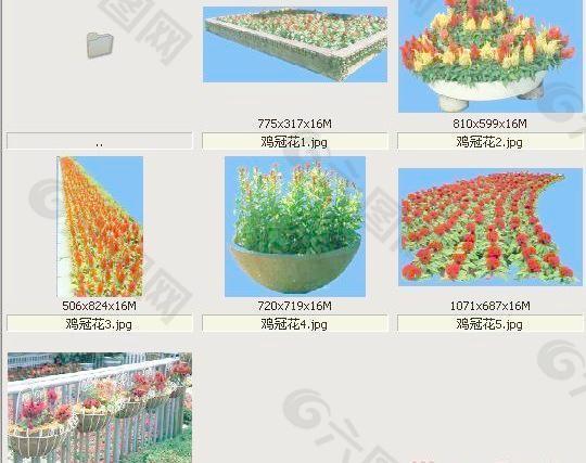 鸡冠花-草本类-观花——植物素材