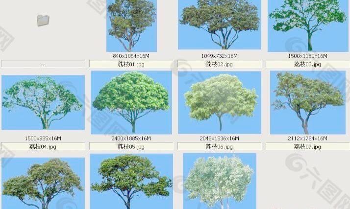荔枝-果树-灌木类——植物素材